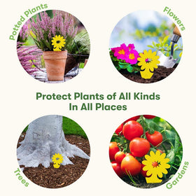 BugMD Sticky Traps withstand sun and sprinklers outdoors.