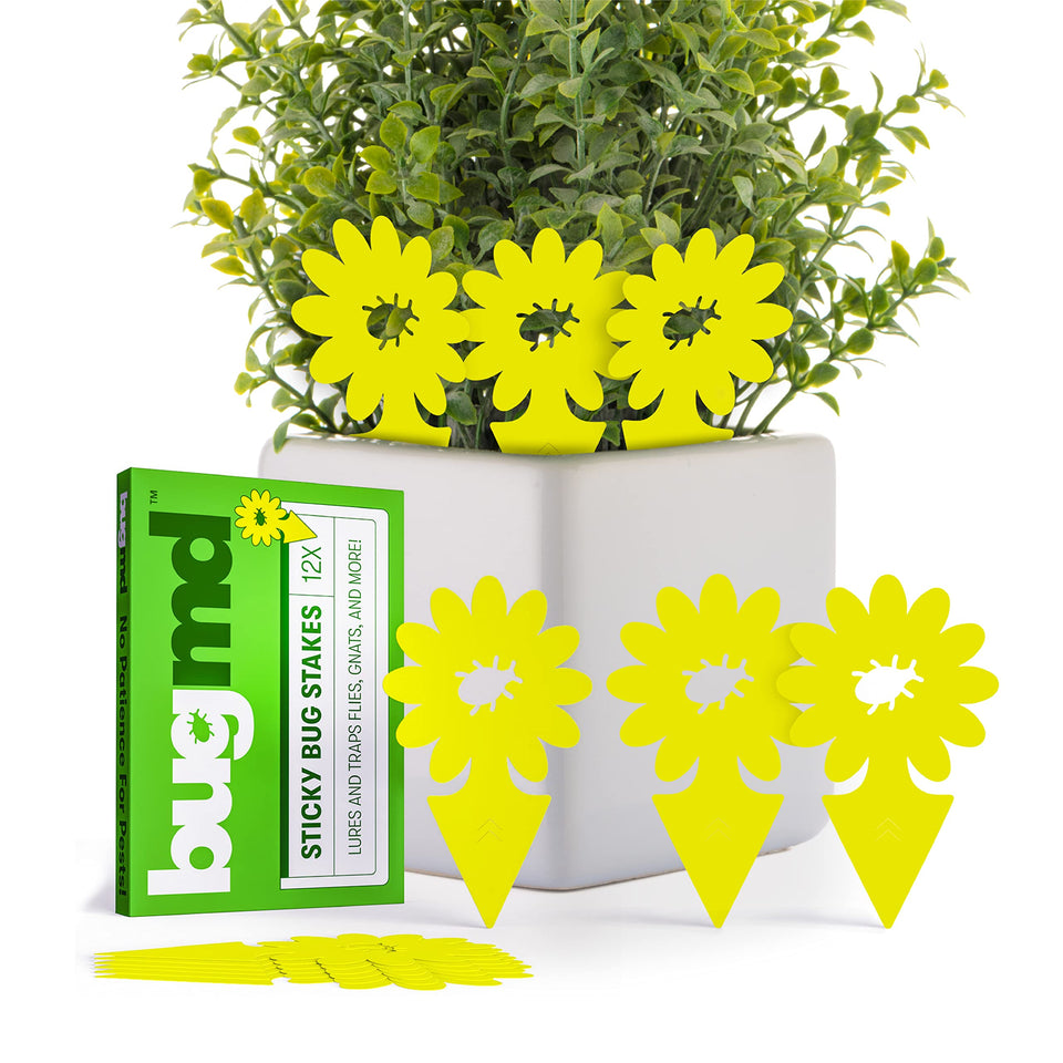 BugMD Sticky Traps with yellow design attract fruit flies in plant pots for pest control.
