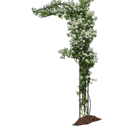 BUKLIYN Half Sided Arch against the wall supports climbing plants with sturdy steel