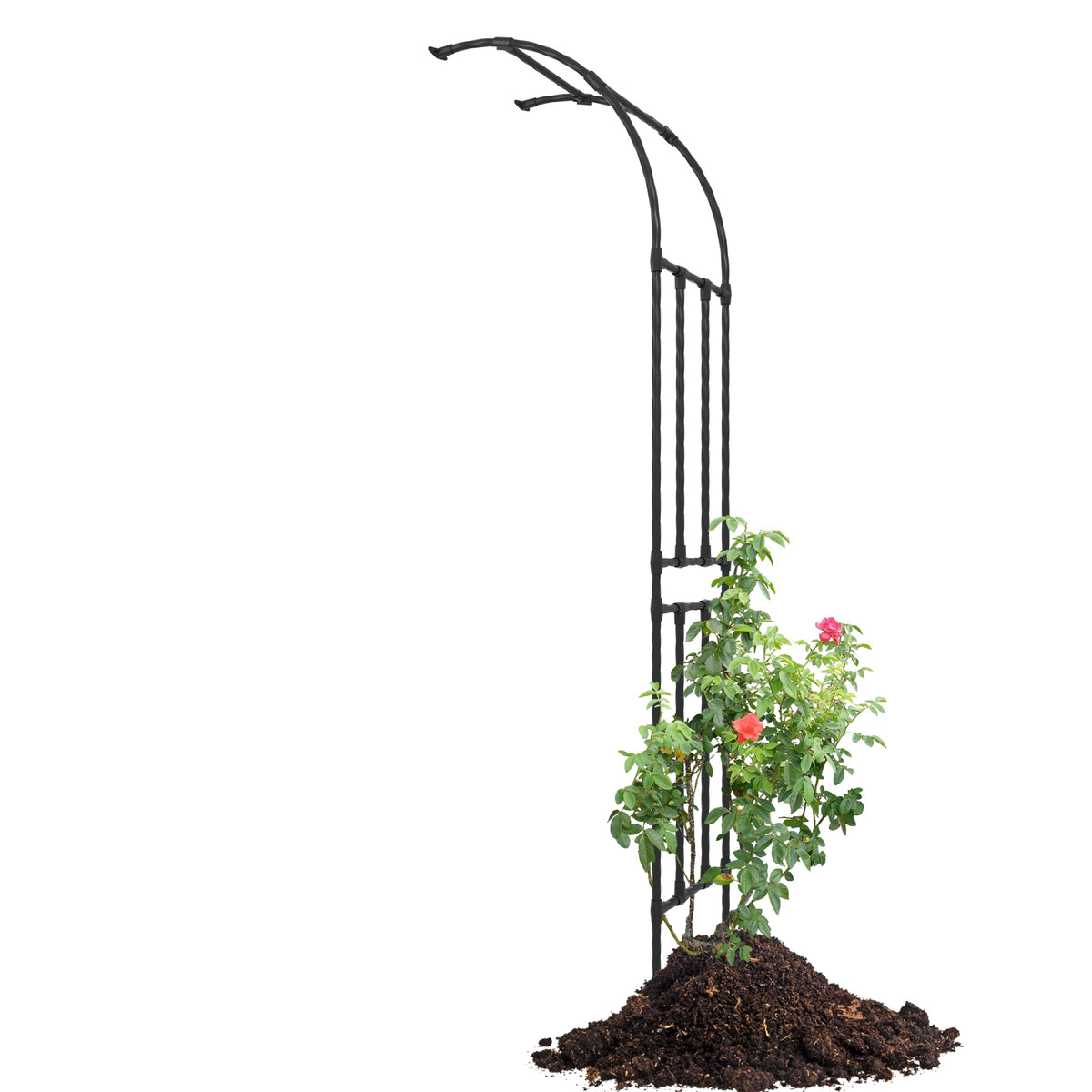 BUKLIYN half-sided arch wall trellis supports climbing plants in the garden.