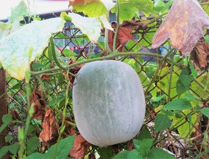 Bulborium wax gourd seeds packet; ideal for growing a large vegetable for stir-fries and soups