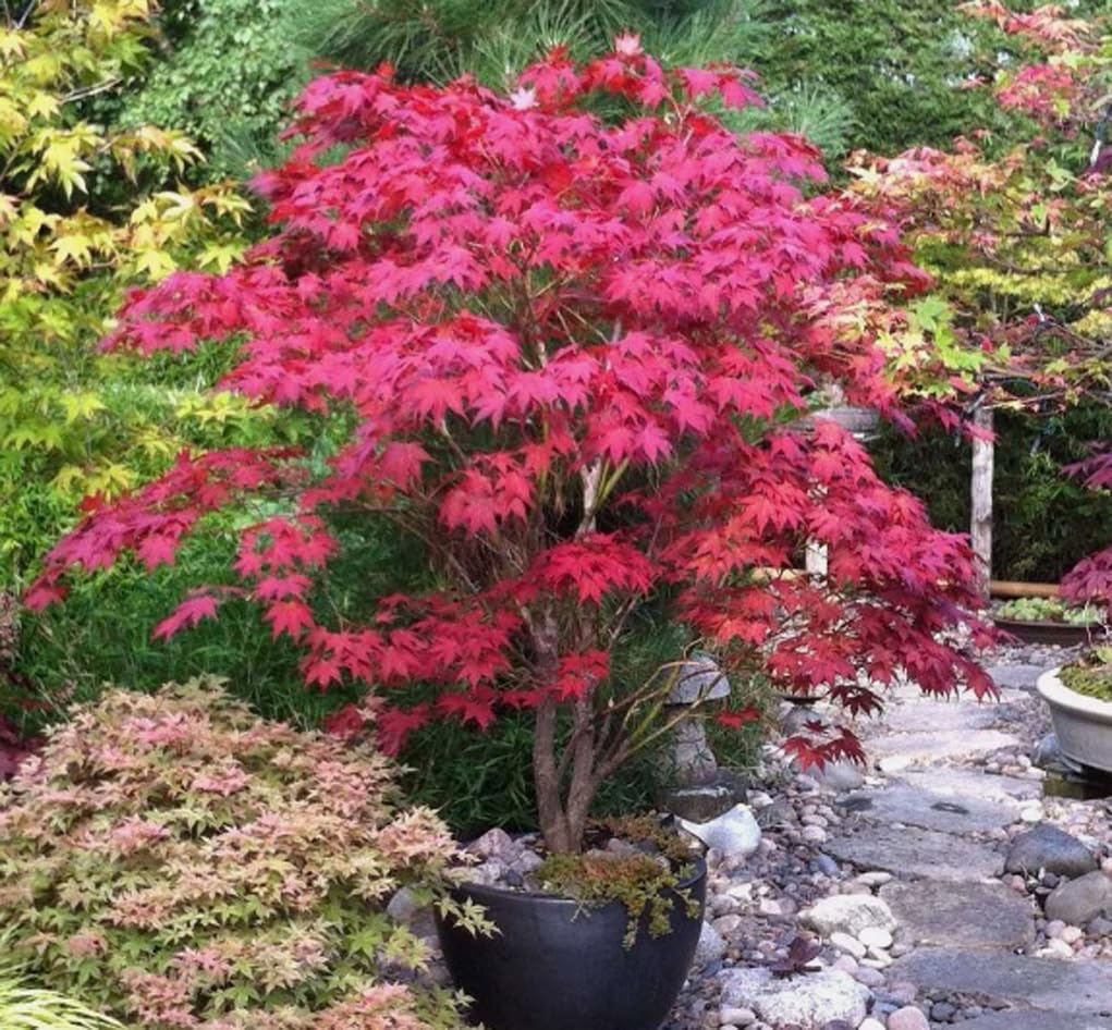 Bulborium Acer palmatum bonsai seedling image showing decorative mini trees