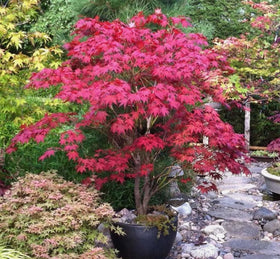 Bulborium Acer palmatum bonsai seedling image showing decorative mini trees