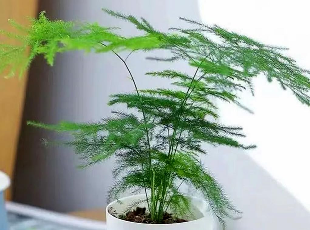 BULBORIUM Asparagus Plumosus Nanus feathery foliage closeup showcases ornamental fern-like texture for interiors.