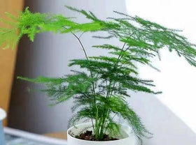 BULBORIUM Asparagus Plumosus Nanus feathery foliage closeup showcases ornamental fern-like texture for interiors.