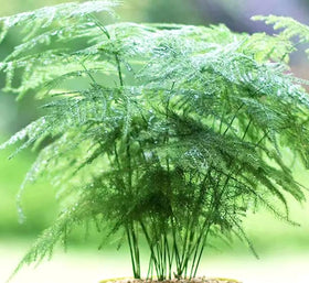 BULBORIUM Asparagus Plumosus Nanus seeds pack for terrarium growth and easy indoor greenery.