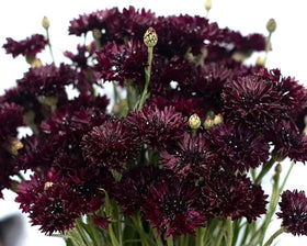 Bulborium Bachelor Button bouquet ready for home arrangements.