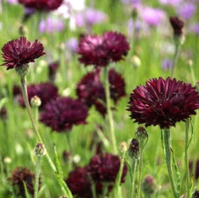 Bulborium Bachelor Button blooms in a sunny bed attracting pollinators.