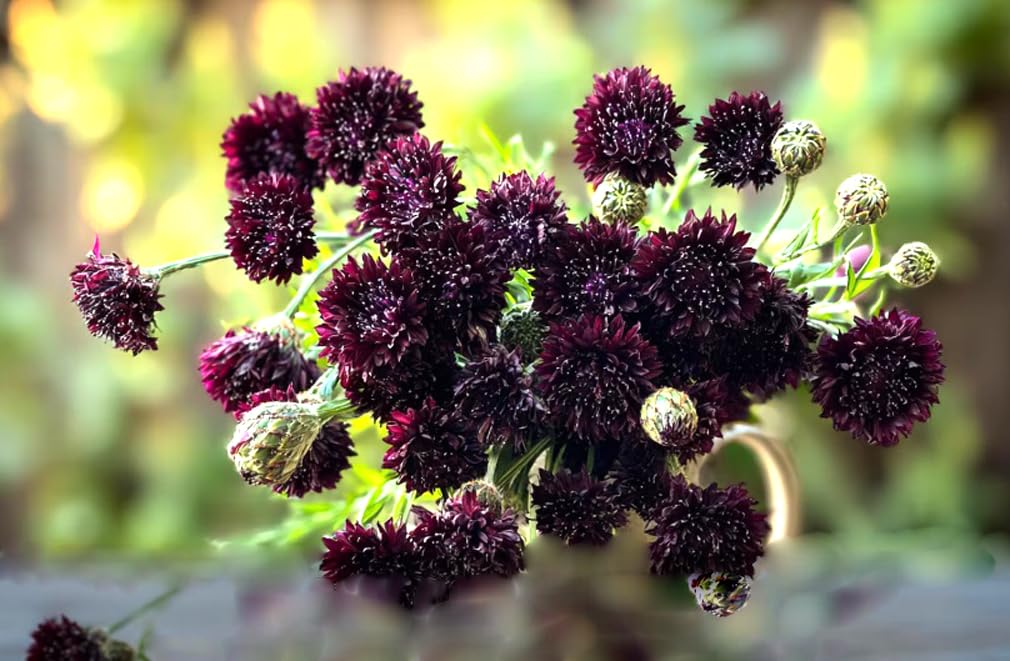Bulborium seeds germinate quickly for dense garden coverage.