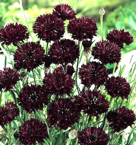 Bulborium Bachelor Button seed pack for easy sowing and vibrant garden color.