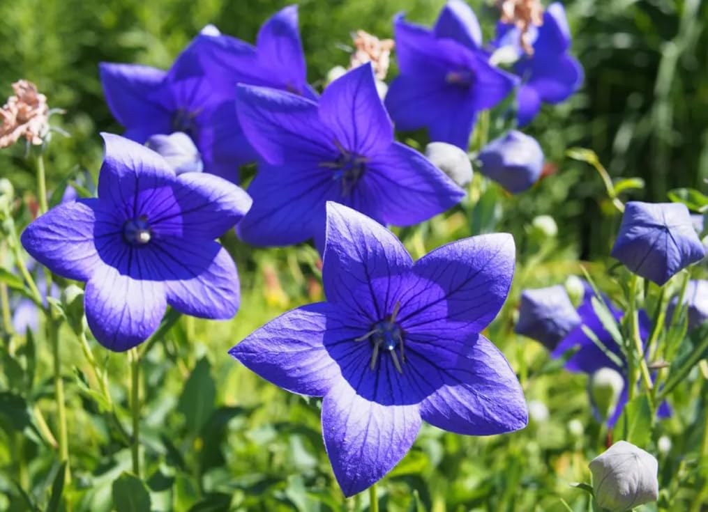 Bulborium Balloon Flower garden border showcases vibrant, long-lasting blooms.