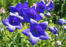Bulborium Balloon Flower garden border showcases vibrant, long-lasting blooms.