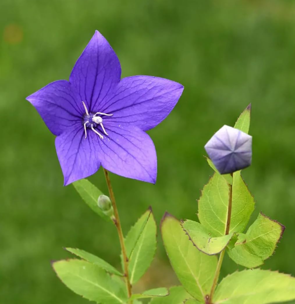 Bulborium Balloon Flower germination setup shows cold stratification for improved seed start.