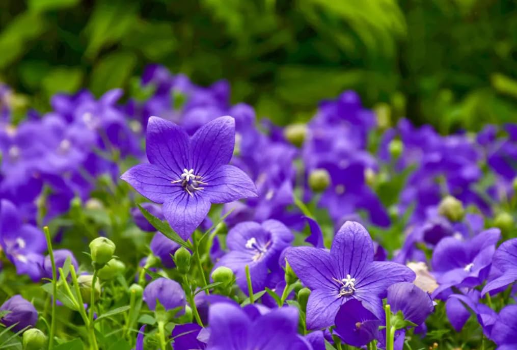 Bulborium Balloon Flower seedlings blooming in sunlit soil offer seasonal color.