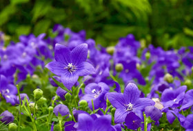 Bulborium Balloon Flower seedlings blooming in sunlit soil offer seasonal color.