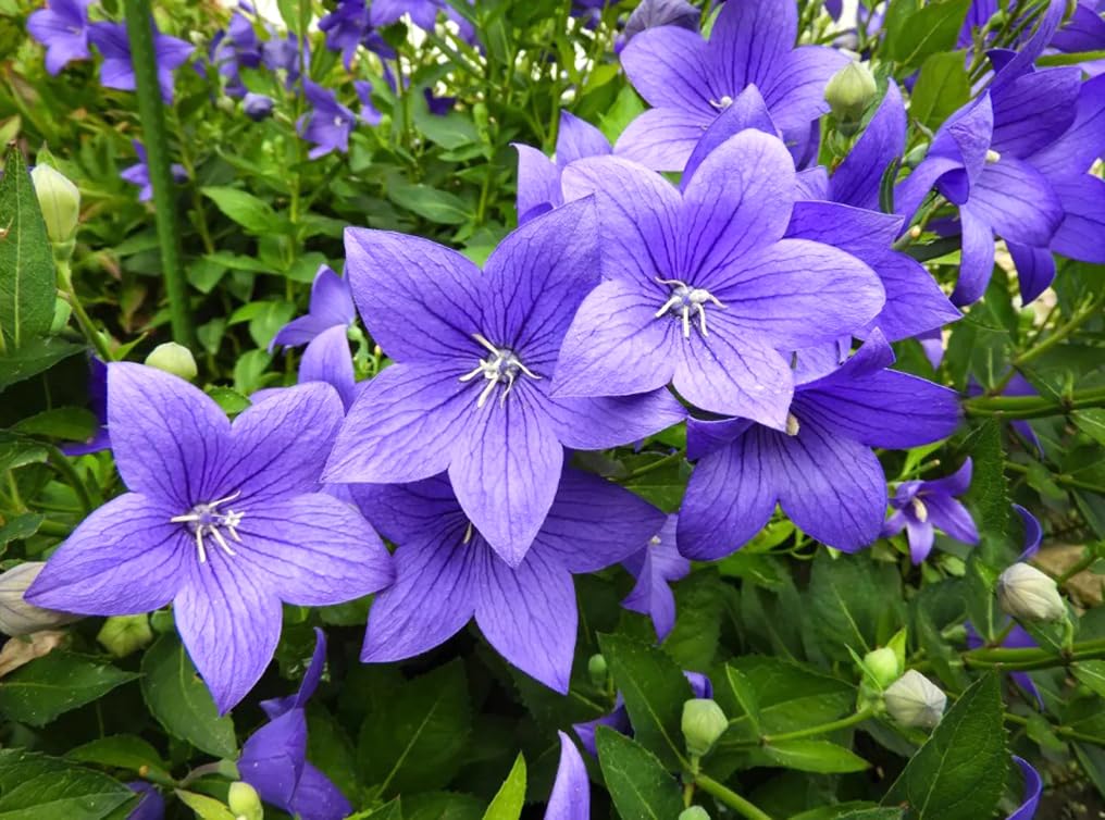 Bulborium Balloon Flower seeds pack ready for planting and color in your garden.