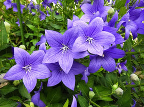 Bulborium Balloon Flower seeds pack ready for planting and color in your garden.