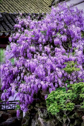Bulborium Blue Moon Wisteria seeds close-up ideal for fast-growing ornamental vines