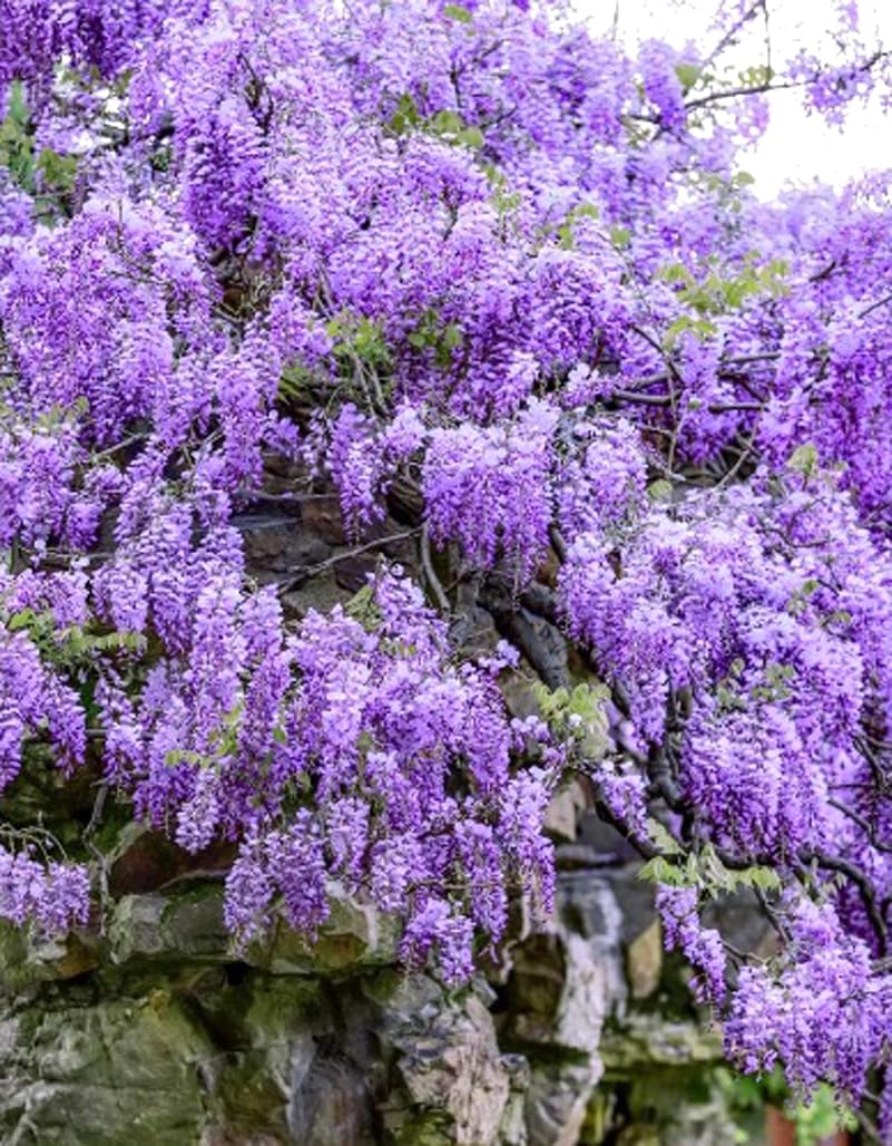 Bulborium Blue Moon Wisteria seeds pack for sunny garden borders