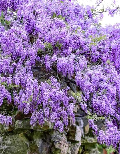 Bulborium Blue Moon Wisteria seeds pack for sunny garden borders