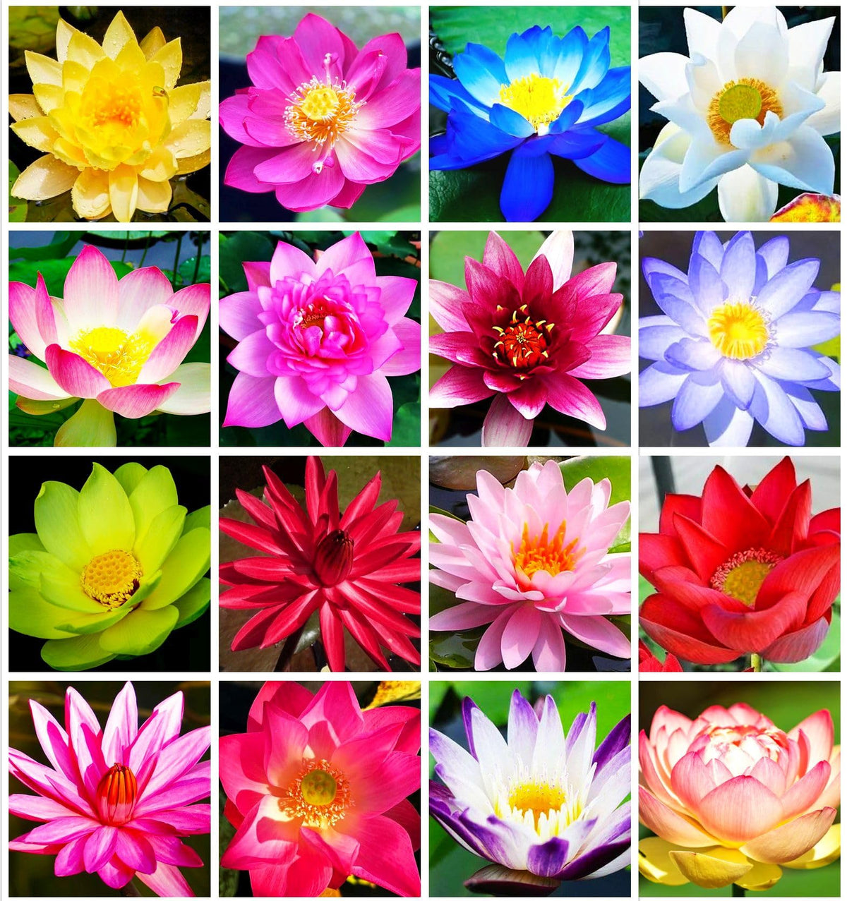 Bulborium Bowl Lotus seeds pink bloom brightening a sunlit pond