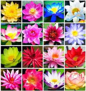 Bulborium Bowl Lotus seeds pink bloom brightening a sunlit pond