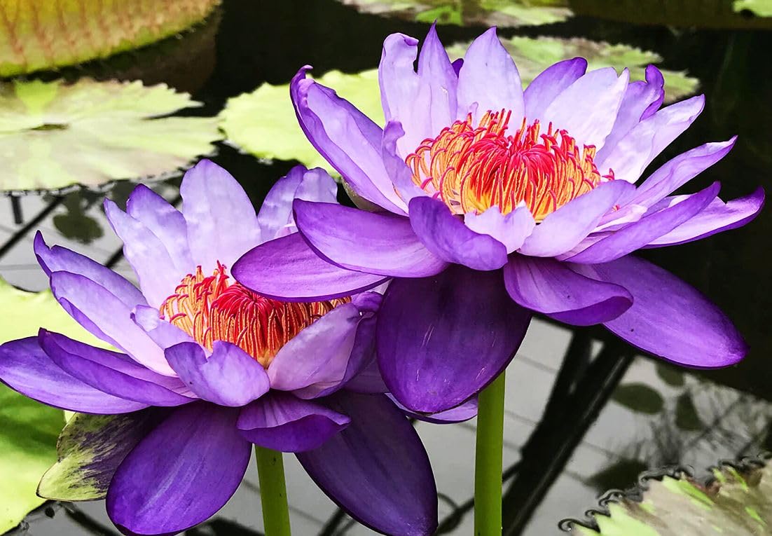 Bulborium Bowl Lotus seeds purple bloom adds depth to container water feature
