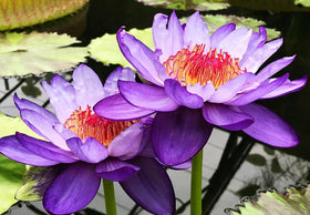 Bulborium Bowl Lotus seeds purple bloom adds depth to container water feature