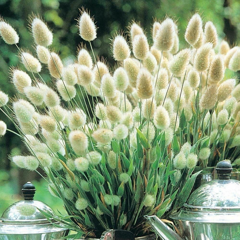 Bulborium Bunny Tails seeds close-up with soft fluffy heads for decorative gardens.