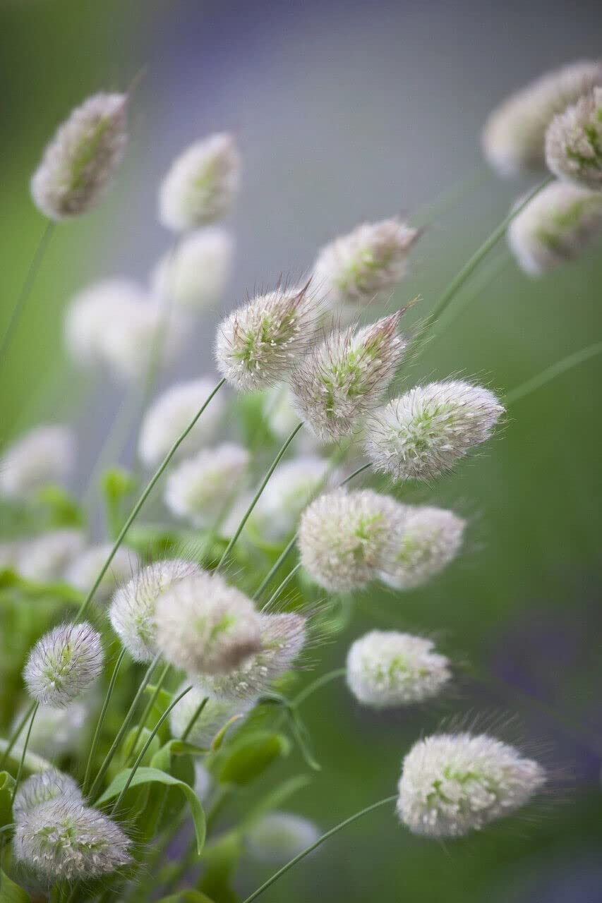 Bulborium Lagurus Ovatus in a garden border, ideal for dried flower arrangements.