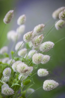 Bulborium Lagurus Ovatus in a garden border, ideal for dried flower arrangements.