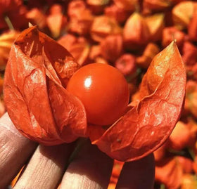 Bulborium Cape Gooseberry Seeds husk-fruit storage visualization demonstrates long storage potential.