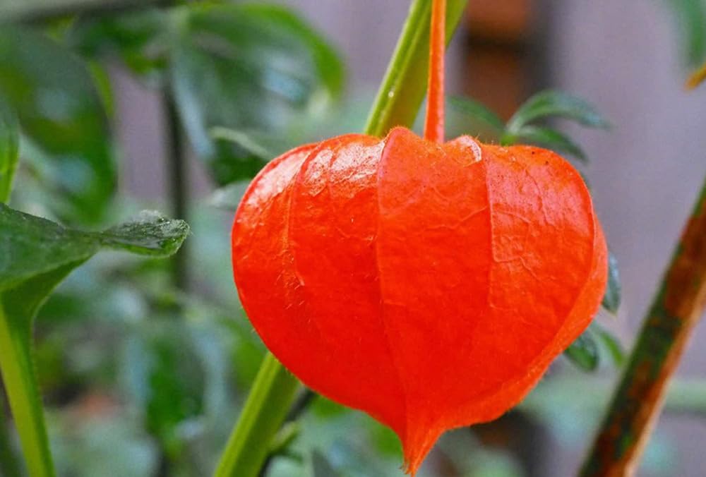 Bulborium Cape Gooseberry Seeds pack shot for home gardening and seed planning.