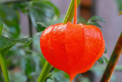 Bulborium Cape Gooseberry Seeds pack shot for home gardening and seed planning.