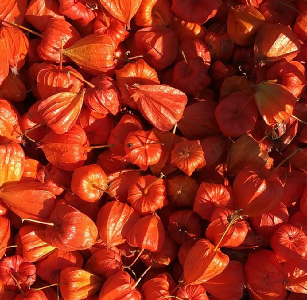 Bulborium Cape Gooseberry Seeds planted in pot demonstrate container-friendly growth.