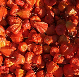 Bulborium Cape Gooseberry Seeds planted in pot demonstrate container-friendly growth.