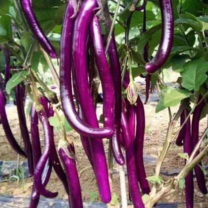 BULBORIUM Chinese eggplant seeds stage-1 sprouts ready for transplant, ideal for sunny garden beds