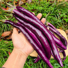 BULBORIUM Chinese eggplant seeds stage-2 true leaves emerge for vigorous growth