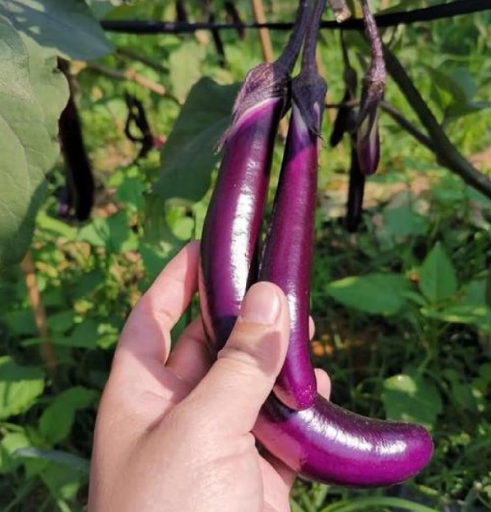 BULBORIUM Chinese eggplant seeds stage-3 established seedlings ready for pots