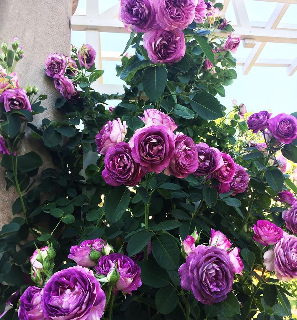 Bulborium climbing rose bloom close-up highlighting fragrance and butterfly-friendly appeal.