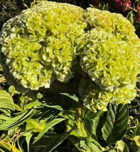 BULBORIUM Cristata seeds close-up showing vibrant cockscomb blossoms.