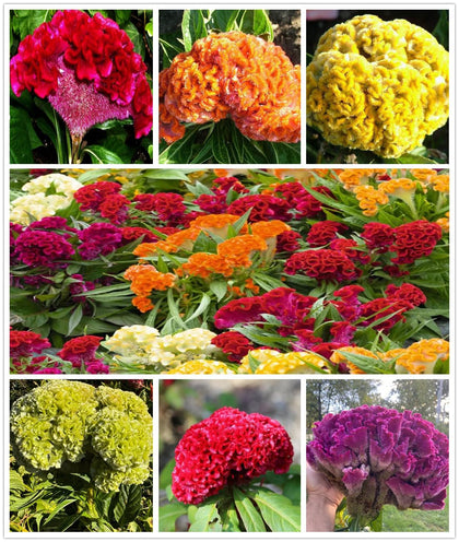 BULBORIUM Cristata seeds mixed color pack on table, ideal for easy home garden color.
