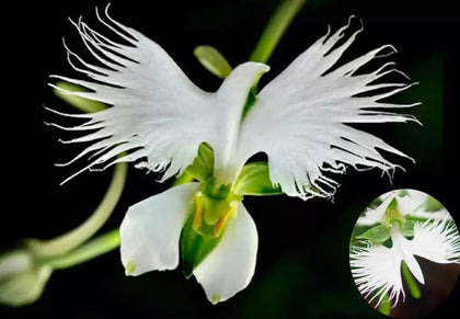 Bulborium Dove Orchid seeds pack for germination and stunning borders.
