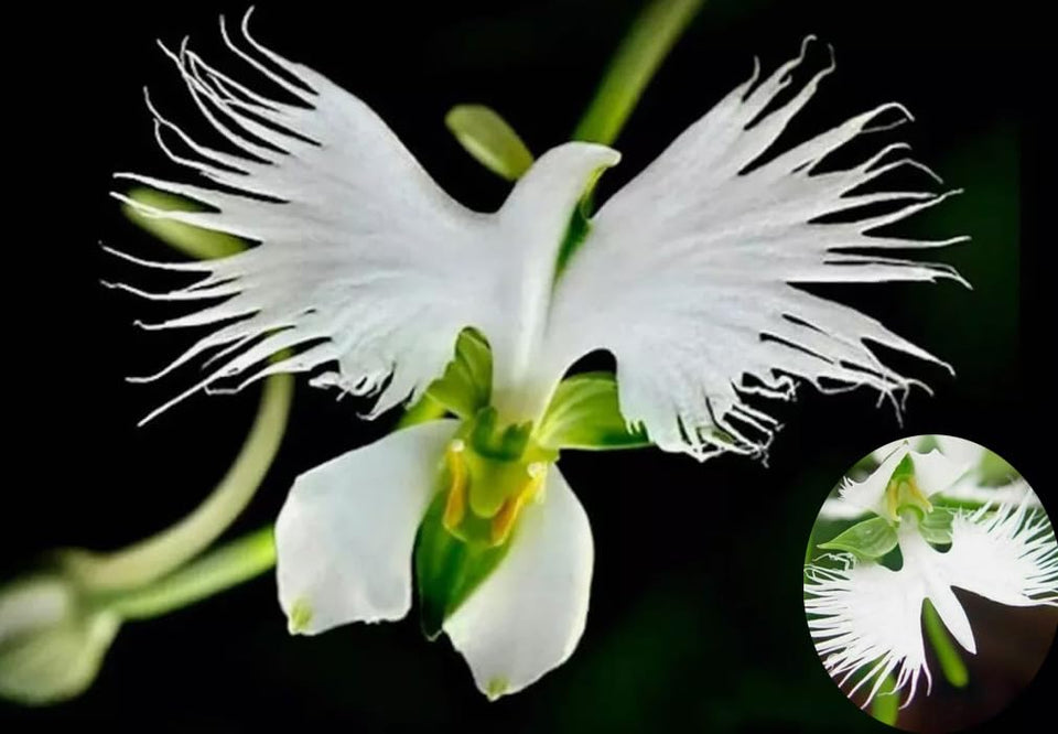 Bulborium Dove Orchid seeds pack for germination and stunning borders.