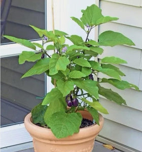 Bulborium Dwarf Eggplant Seeds grown plants ready for harvest for salads and stir-fries.