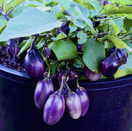 Bulborium Dwarf Eggplant Seeds packaging close-up for compact patio gardening.