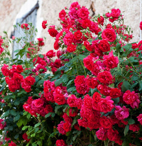 BULBORIUM easy-to-plant rose seeds suitable for first-time gardeners