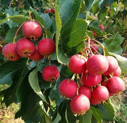 Bulborium English Hawthorn seed pack for wildlife-friendly hedgerows.