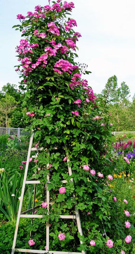 Bulborium fragrant rose blooms in a field showing long-blooming potential.