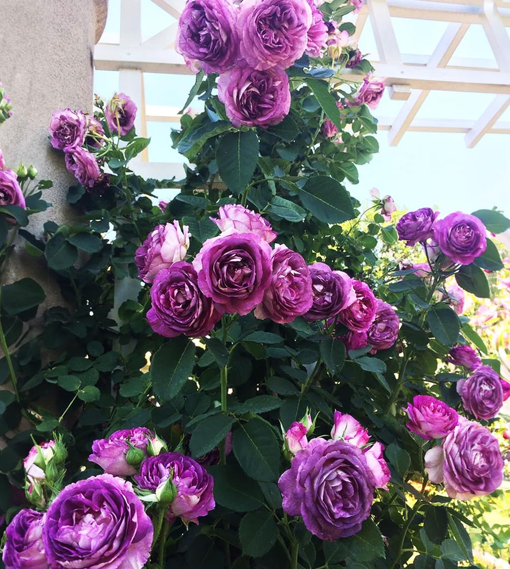 BULBORIUM garden decoration with colorful climbing rose blooms